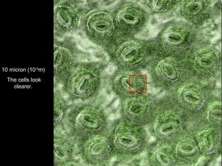 10 micron (10 -5 m)  The cells look clearer.  