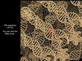 100 angstrom (10 -8 m) You can see the DNA chain. 
