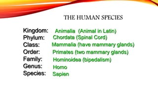 THE HUMAN SPECIES
Kingdom:
Phylum:
Class:
Order:
Family:
Genus:
Species:
Animalia (Animal in Latin)
Chordata (Spinal Cord)
Mammalia (have mammary glands)
Primates (two mammary glands)
Hominoidea (bipedalism)
Homo
Sapien
 