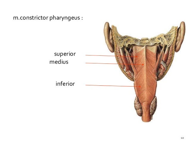 Systema digestivus akper pemkab muna