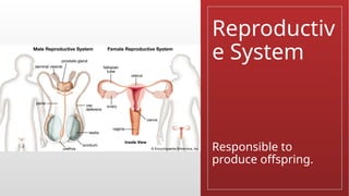 Reproductiv
e System
Responsible to
produce offspring.
 