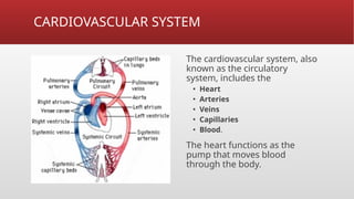CARDIOVASCULAR SYSTEM
The cardiovascular system, also
known as the circulatory
system, includes the
▪ Heart
▪ Arteries
▪ Veins
▪ Capillaries
▪ Blood.
The heart functions as the
pump that moves blood
through the body.
 