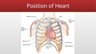 Position of Heart
 