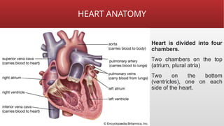 HEART ANATOMY
Heart is divided into four
chambers.
Two chambers on the top
(atrium, plural atria)
Two on the bottom
(ventricles), one on each
side of the heart.
 
