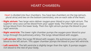 HEART CHAMBERs
Heart is divided into four chambers. You have two chambers on the top (atrium,
plural atria) and two on the bottom (ventricles), one on each side of the heart.
• Right atrium: Two large veins deliver oxygen-poor blood to your right atrium. The
superior vena cava carries blood from your upper body. The inferior vena cava
brings blood from the lower body. Then the right atrium pumps the blood to your
right ventricle.
• Right ventricle: The lower right chamber pumps the oxygen-poor blood to your
lungs through the pulmonary artery. The lungs reload blood with oxygen.
• Left atrium: After the lungs fill blood with oxygen, the pulmonary veins carry the
blood to the left atrium. This upper chamber pumps the blood to your left ventricle.
• Left ventricle: The left ventricle is slightly larger than the right. It pumps oxygen-
rich blood to the rest of your body.
 