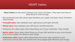 HEART Valves
Heart valves are like doors between your heart chambers. They open and close to
allow blood to flow through.
▪ The atrioventricular (AV) valves open between your upper and lower heart chambers.
They include:
• Tricuspid valve: Door between your right atrium and right ventricle.
• Mitral valve: Door between your left atrium and left ventricle.
▪ Semilunar (SL) valves open when blood flows out of your ventricles. They include:
• Aortic valve: Opens when blood flows out of your left ventricle to your aorta (artery
that carries oxygen-rich blood to your body).
• Pulmonary valve: Opens when blood flows from your right ventricle to your
pulmonary arteries (the only arteries that carry oxygen-poor blood to your lungs).
 