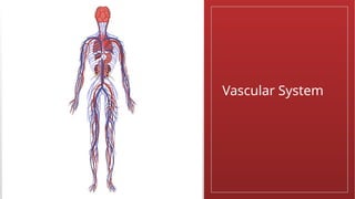 Vascular System
 