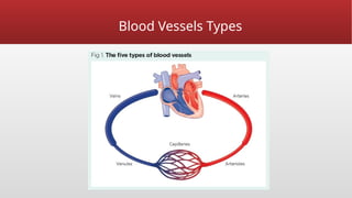 Blood Vessels Types
 