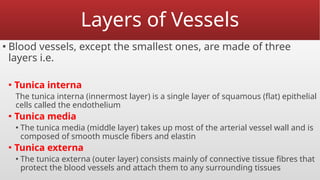 Layers of Vessels
▪ Blood vessels, except the smallest ones, are made of three
layers i.e.
▪ Tunica interna
The tunica interna (innermost layer) is a single layer of squamous (flat) epithelial
cells called the endothelium
▪ Tunica media
▪ The tunica media (middle layer) takes up most of the arterial vessel wall and is
composed of smooth muscle fibers and elastin
▪ Tunica externa
▪ The tunica externa (outer layer) consists mainly of connective tissue fibres that
protect the blood vessels and attach them to any surrounding tissues
 
