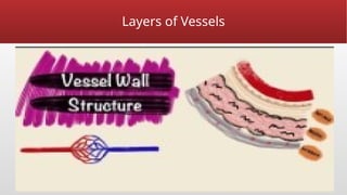 Layers of Vessels
 
