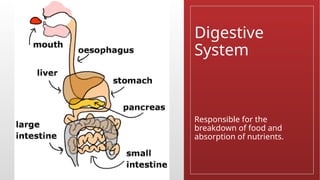 Digestive
System
Responsible for the
breakdown of food and
absorption of nutrients.
 