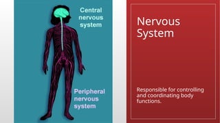 Nervous
System
Responsible for controlling
and coordinating body
functions.
 