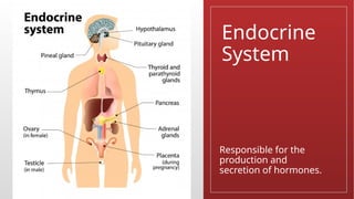 Endocrine
System
Responsible for the
production and
secretion of hormones.
 