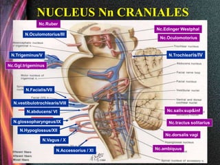 NUCLEUS Nn CRANIALES
N.Oculomotorius/III
N.Trigeminus/V N.Trochlearis/IV
N.Facialis/VII
N.vestibulotrochlearis/VIII
N.abducens/ VI
N.glossopharyngeus/IX
N.Hypoglossus/XII
N.Vagus / X
N.Accessorius / XI
Nc.Ruber
Nc.Edinger Westphal
Nc.Oculomotorius
Nc.saliv.sup&inf
Nc.tractus solitarius
Nc.dorsalis vagi
Nc.ambiquus
Nc.Ggl.trigeminus
 