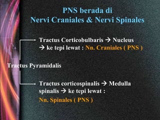 PNS berada di
Nervi Craniales & Nervi Spinales
Tractus Corticobulbaris  Nucleus
 ke tepi lewat : Nn. Craniales ( PNS )
Tractus Pyramidalis
Tractus corticospinalis  Medulla
spinalis  ke tepi lewat :
Nn. Spinales ( PNS )
 