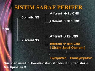SISTIM SARAF PERIFER
Afferent  ke CNS
Somatic NS
Efferent  dari CNS
PNS
Afferent  ke CNS
Visceral NS
Efferent  dari CNS
( Sistim Saraf Otonom )
Sympathic Parasympathic
Susunan saraf ini berada dalam struktur Nn. Craniales &
Nn. Spinales !!
 