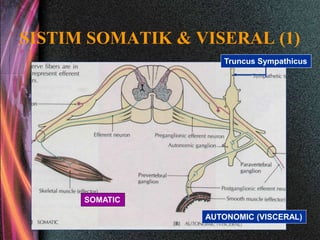 SISTIM SOMATIK & VISERAL (1)
SOMATIC
AUTONOMIC (VISCERAL)
Truncus Sympathicus
 