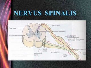 NERVUS SPINALIS
 
