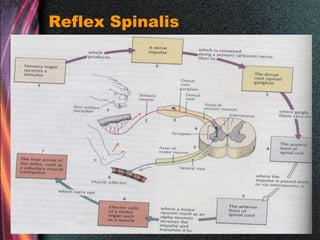Reflex Spinalis
 