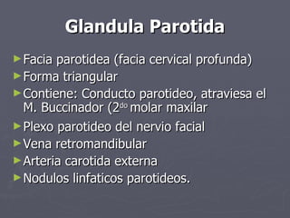 Glandula Parotida ,[object Object],[object Object],[object Object],[object Object],[object Object],[object Object],[object Object]