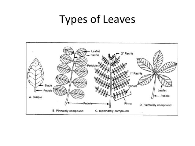 Systematic Biology Post Lab On Dichotomous Key Copy