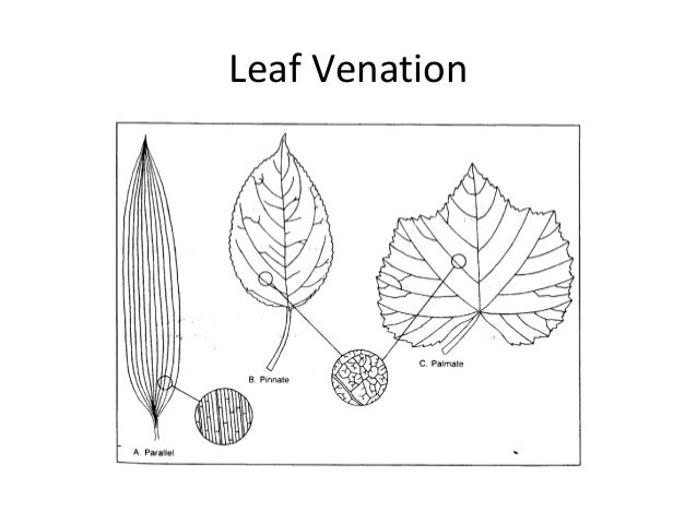 Systematic Biology Post Lab On Dichotomous Key Copy