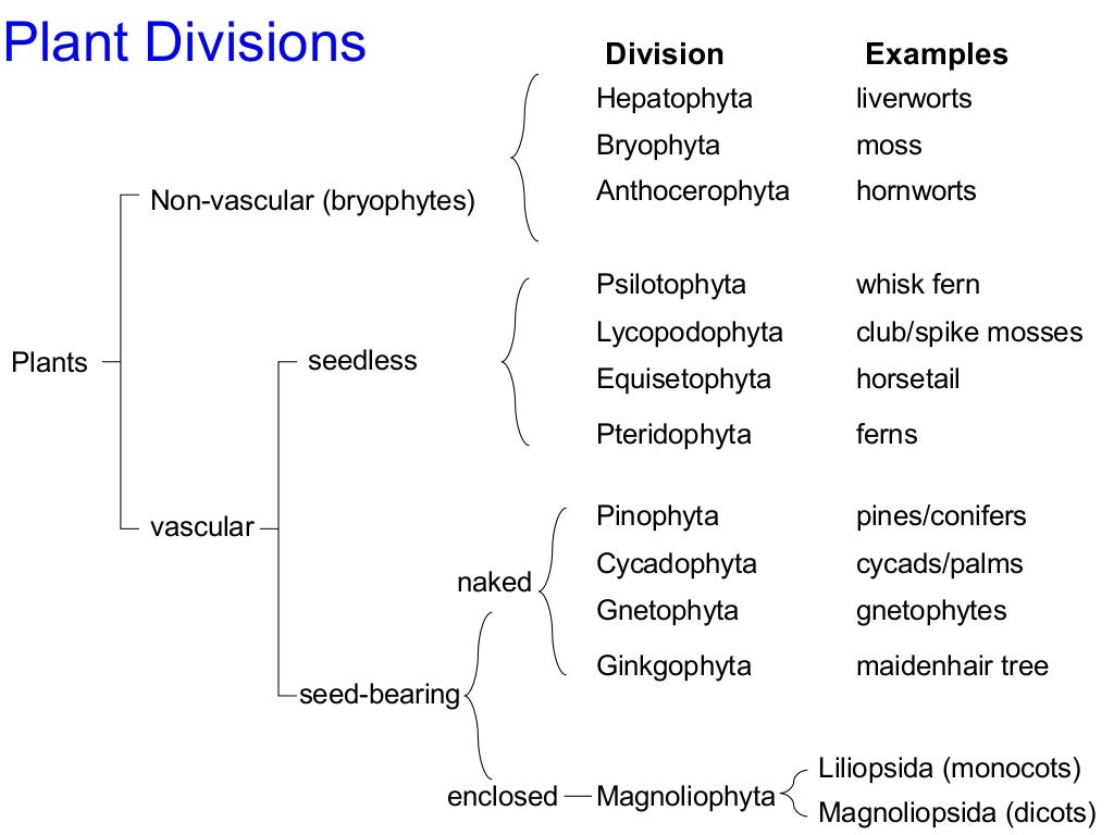 Systematic Biology Post Lab On Dichotomous Key Copy