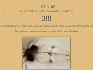 AN OCTOPUS HAS HOW MANY HEARTS?
ST QUIZ
8.
3!!!
Two brachial hearts on either side of the body that oxygenate blood by pumping it through the gills
One systemic heart pumps blood from gills to the rest of the body
 