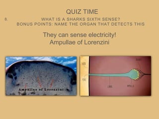WHAT IS A SHARKS SIXTH SENSE?
BONUS POINTS: NAME THE ORGAN THAT DETECTS THIS
QUIZ TIME
8.
They can sense electricity!
Ampullae of Lorenzini
 