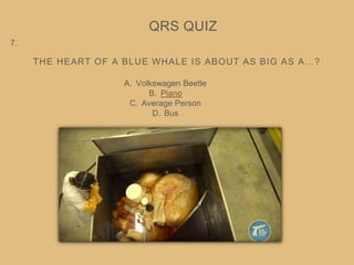 THE HEART OF A BLUE WHALE IS ABOUT AS BIG AS A…?
QRS QUIZ
7.
A. Volkswagen Beetle
B. Piano
C. Average Person
D. Bus
 