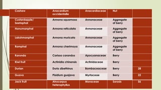Cashew Anacardium
occidentalle
Anacardiaceae Nut
Custardapple/
Seetaphal
Annona squamosa Annonaceae Aggregate
of berry
Hanumanphal Annona reticulata Annonaceae Aggregate
of berry
Lakshmanphal Annona muricata Annonaceae Aggregate
of berry
Ramphal Annona cherimoya Annonaceae Aggregate
of berry
Karonda Carissa carandus Apocyanaceae Berry
Kiwi fruit Actinidia chinensis Actinidaceae Berry
Durian Durio zibethinus Bombaceaceae Berry 28
Guava Pisidium guajava Myrtaceae Berry 22
Jack fruit Atrocarpus
heterophyllus
Moraceae Sorosis 56
 