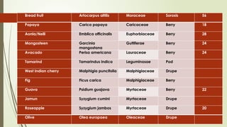 Bread fruit Artocarpus altilis Moraceae Sorosis 56
Papaya Carica papaya Caricaceae Berry 18
Aonla/Nelli Emblica officinalis Euphorbiaceae Berry 28
Mongosteen Garcinia
mangostana
Guttiferae Berry 24
Avacado Perisa americana Lauraceae Berry 24
Tamarind Tamarindus indica Leguminosae Pod
West Indian cherry Malphigia puncifolia Malphigiaceae Drupe
Fig Ficus carica Malphigiaceae Berry
Guava Psidium guajava Myrtaceae Berry 22
Jamun Syzygium cumini Myrtaceae Drupe
Roseapple Syzygium jambos Myrtaceae Drupe 20
Olive Olea europaea Oleaceae Drupe
 
