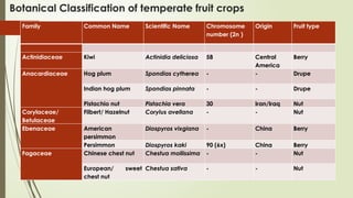 Botanical Classification of temperate fruit crops
Family Common Name Scientific Name Chromosome
number (2n )
Origin Fruit type
Actinidiaceae Kiwi Actinidia deliciosa 58 Central
America
Berry
Anacardiaceae Hog plum Spondias cytherea - - Drupe
Indian hog plum Spondias pinnata - - Drupe
Pistachio nut Pistachia vera 30 Iran/Iraq Nut
Corylaceae/
Betulaceae
Filbert/ Hazelnut Corylus avellana - - Nut
Ebenaceae American
persimmon
Diospyros vixgiana - China Berry
Persimmon Diospyros kaki 90 (6x) China Berry
Fagaceae Chinese chest nut Chestua mollissima - - Nut
European/ sweet
chest nut
Chestua sativa - - Nut
 