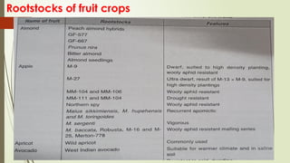 Rootstocks of fruit crops
 