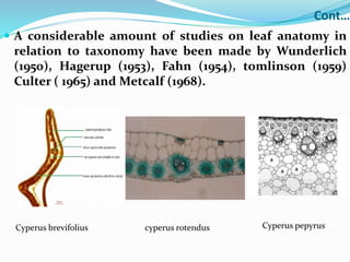 Cont…
 A considerable amount of studies on leaf anatomy in
relation to taxonomy have been made by Wunderlich
(1950), Hagerup (1953), Fahn (1954), tomlinson (1959)
Culter ( 1965) and Metcalf (1968).
Cyperus brevifolius cyperus rotendus Cyperus pepyrus
 