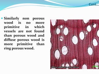 Cont…
 Similarly non porous
wood is no more
primitive in which
vessels are not found
than porous wood and
diffuse porous wood is
more primitive than
ring porous wood.
 