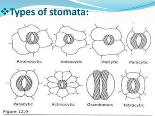 Types of stomata:
 
