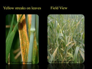 Wheat Yellow Stripe Rust | PPTX