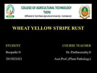 WHEAT YELLOW STRIPE RUST
STUDENT COURSE TEACHER
Boopathi.N Dr..Parthasarathy.S
2015021021 Asst.Prof.,(Plant Pathology)
 