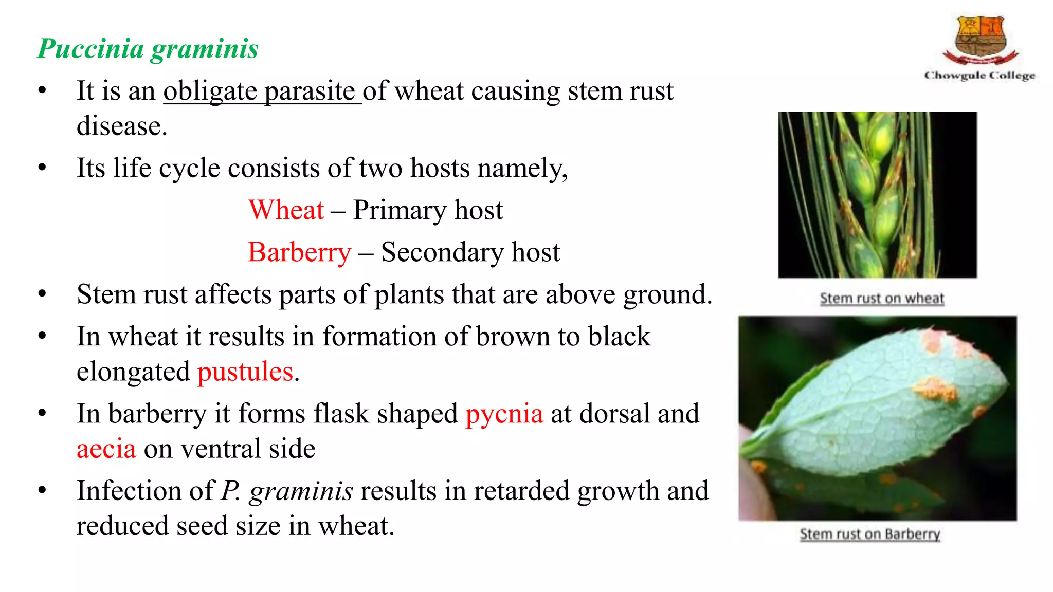Puccinia graminis
• It is an obligate parasite of wheat causing stem rust
disease.
• Its life cycle consists of two hosts namely,
Wheat – Primary host
Barberry – Secondary host
• Stem rust affects parts of plants that are above ground.
• In wheat it results in formation of brown to black
elongated pustules.
• In barberry it forms flask shaped pycnia at dorsal and
aecia on ventral side
• Infection of P. graminis results in retarded growth and
reduced seed size in wheat.
 