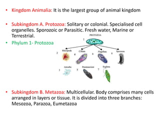 • Kingdom Animalia: It is the largest group of animal kingdom
• Subkingdom A. Protozoa: Solitary or colonial. Specialised cell
organelles. Sporozoic or Parasitic. Fresh water, Marine or
Terrestrial.
• Phylum 1- Protozoa
• Subkingdom B. Metazoa: Multicellular. Body comprises many cells
arranged in layers or tissue. It is divided into three branches:
Mesozoa, Parazoa, Eumetazoa
 