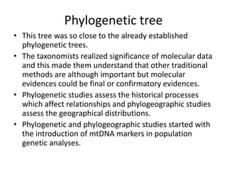 Phylogenetic tree
• This tree was so close to the already established
phylogenetic trees.
• The taxonomists realized significance of molecular data
and this made them understand that other traditional
methods are although important but molecular
evidences could be final or confirmatory evidences.
• Phylogenetic studies assess the historical processes
which affect relationships and phylogeographic studies
assess the geographical distributions.
• Phylogenetic and phylogeographic studies started with
the introduction of mtDNA markers in population
genetic analyses.
 
