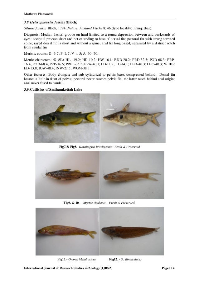 Systematic studies on the catfishes of sasthamcotta