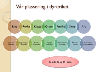 Vår plassering i dyreriket


      Rike        Rekke         Klasse      Orden        Familie         Slekt        Art




Dyreriket     Ryggstrengsdyr    Pattedyr      Apedyr      Menneskeaper     Menneske     Homo sapiens
(Animalia)     (Chordata)      (Mammalia)   (primater)     (Pongidae)       (Homo)     (Homo sapiens)




                                                Se side 36 og 37 i boka
 