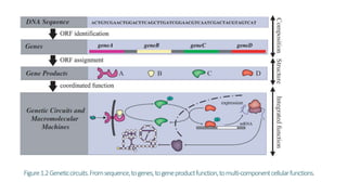 Figure1.2Geneticcircuits.Fromsequence,togenes,togeneproductfunction,tomulti-componentcellularfunctions.
 