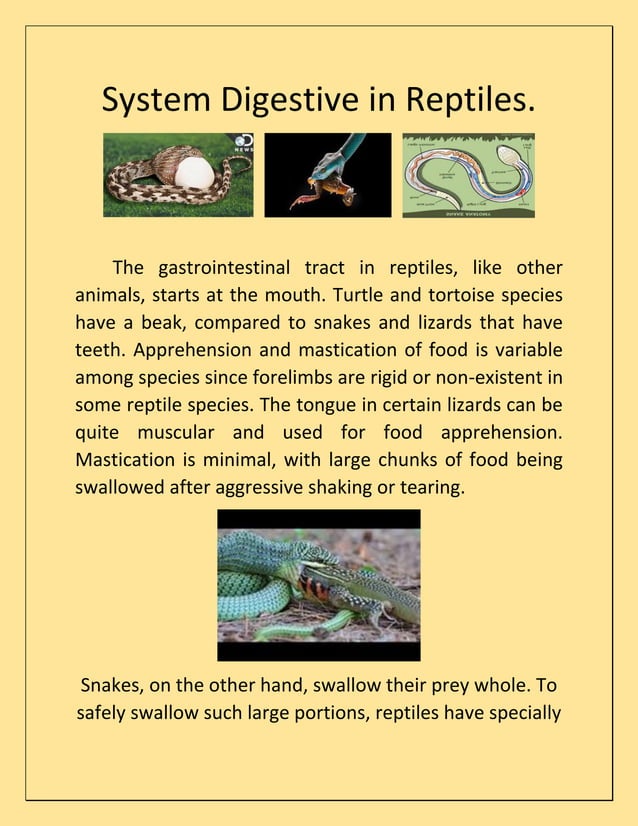 System digestive in reptiles