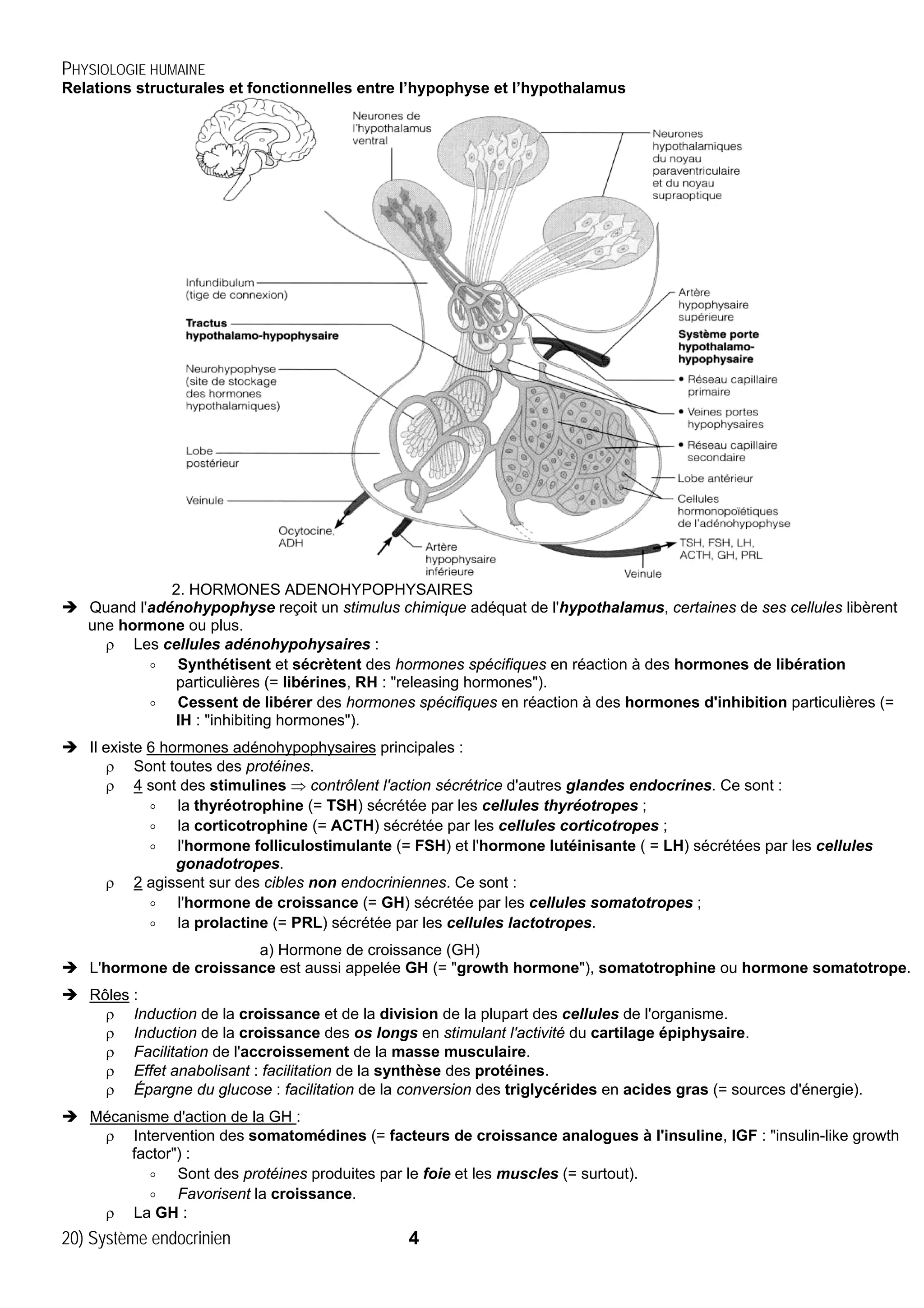 Systeme endocrinien | PDF