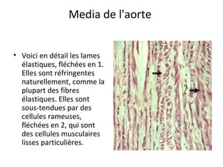 Cellules Rameuses Systeme circulatoire | PPT