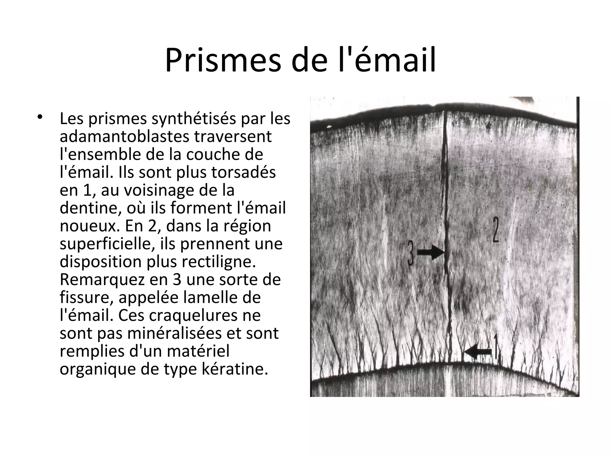 Prismes de l'émail
• Les prismes synthétisés par les
adamantoblastes traversent
l'ensemble de la couche de
l'émail. Ils sont plus torsadés
en 1, au voisinage de la
dentine, où ils forment l'émail
noueux. En 2, dans la région
superficielle, ils prennent une
disposition plus rectiligne.
Remarquez en 3 une sorte de
fissure, appelée lamelle de
l'émail. Ces craquelures ne
sont pas minéralisées et sont
remplies d'un matériel
organique de type kératine.
 