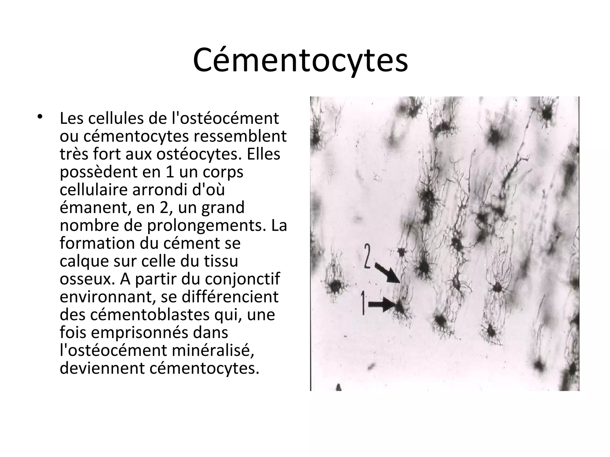 Cémentocytes
• Les cellules de l'ostéocément
ou cémentocytes ressemblent
très fort aux ostéocytes. Elles
possèdent en 1 un corps
cellulaire arrondi d'où
émanent, en 2, un grand
nombre de prolongements. La
formation du cément se
calque sur celle du tissu
osseux. A partir du conjonctif
environnant, se différencient
des cémentoblastes qui, une
fois emprisonnés dans
l'ostéocément minéralisé,
deviennent cémentocytes.
 